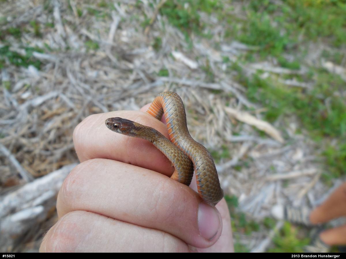 Red-bellied Snake