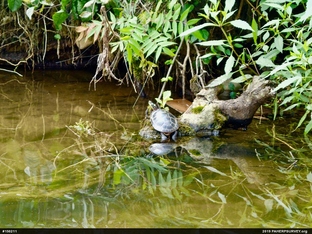 Painted Turtle