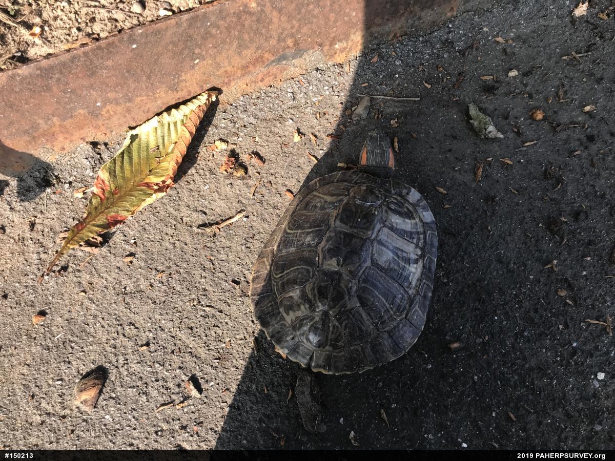 Red-eared Slider