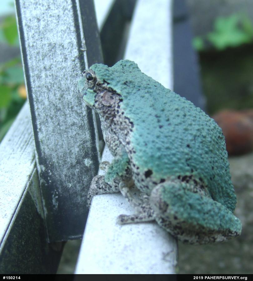 Unknown Gray Treefrog