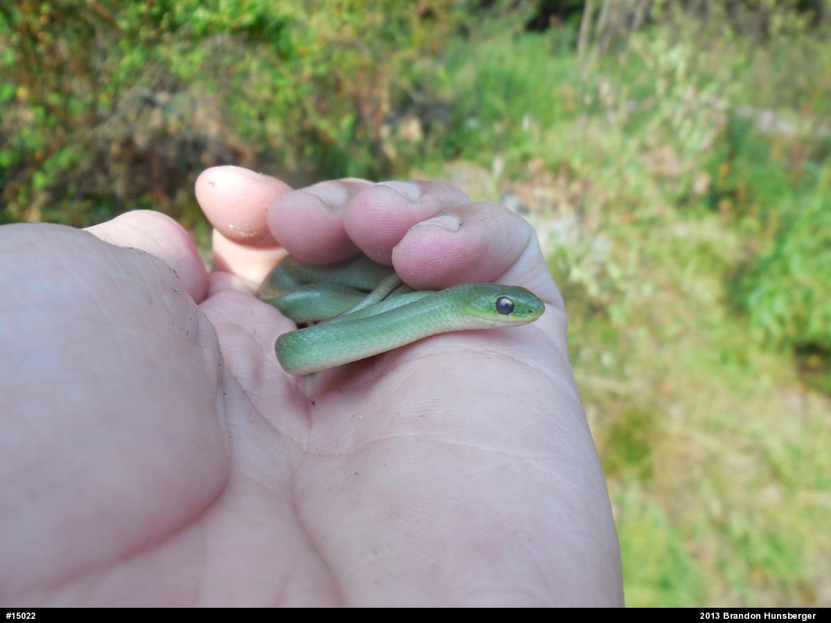 Smooth Greensnake