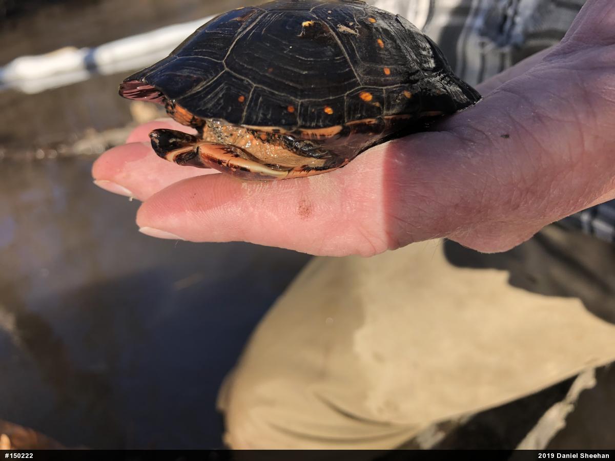 Spotted Turtle