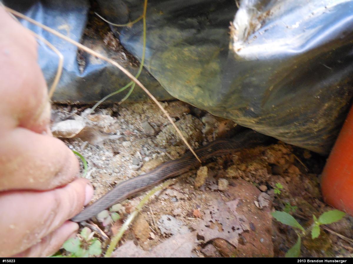Eastern Gartersnake