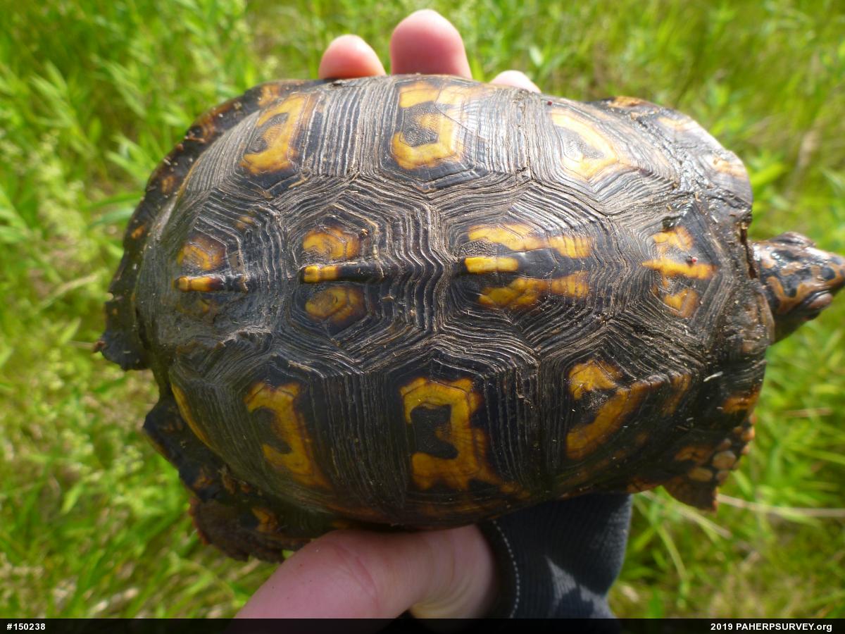 Eastern Box Turtle