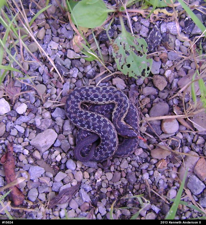 Eastern Gartersnake