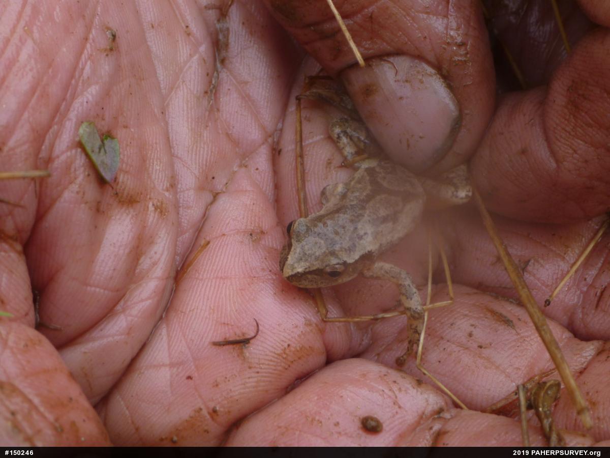 Spring Peeper