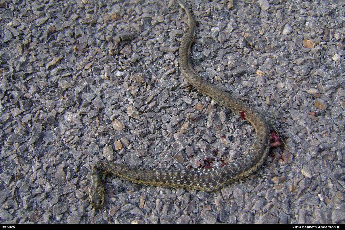 Eastern Gartersnake