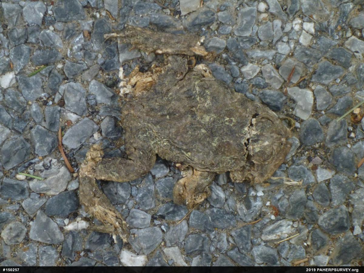 True Toads