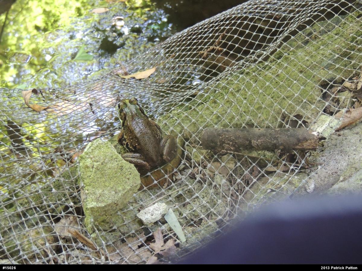 Green Frog