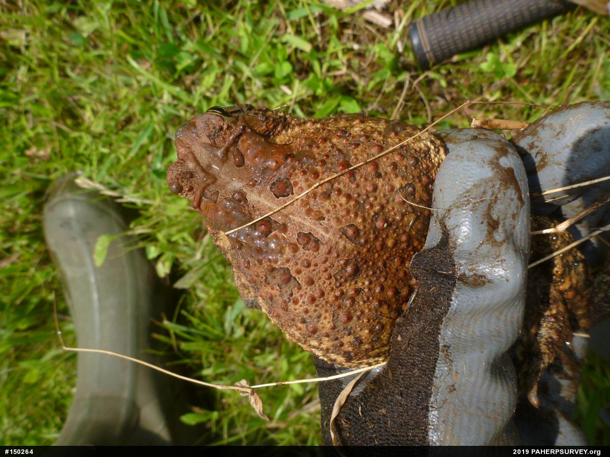 Eastern American Toad