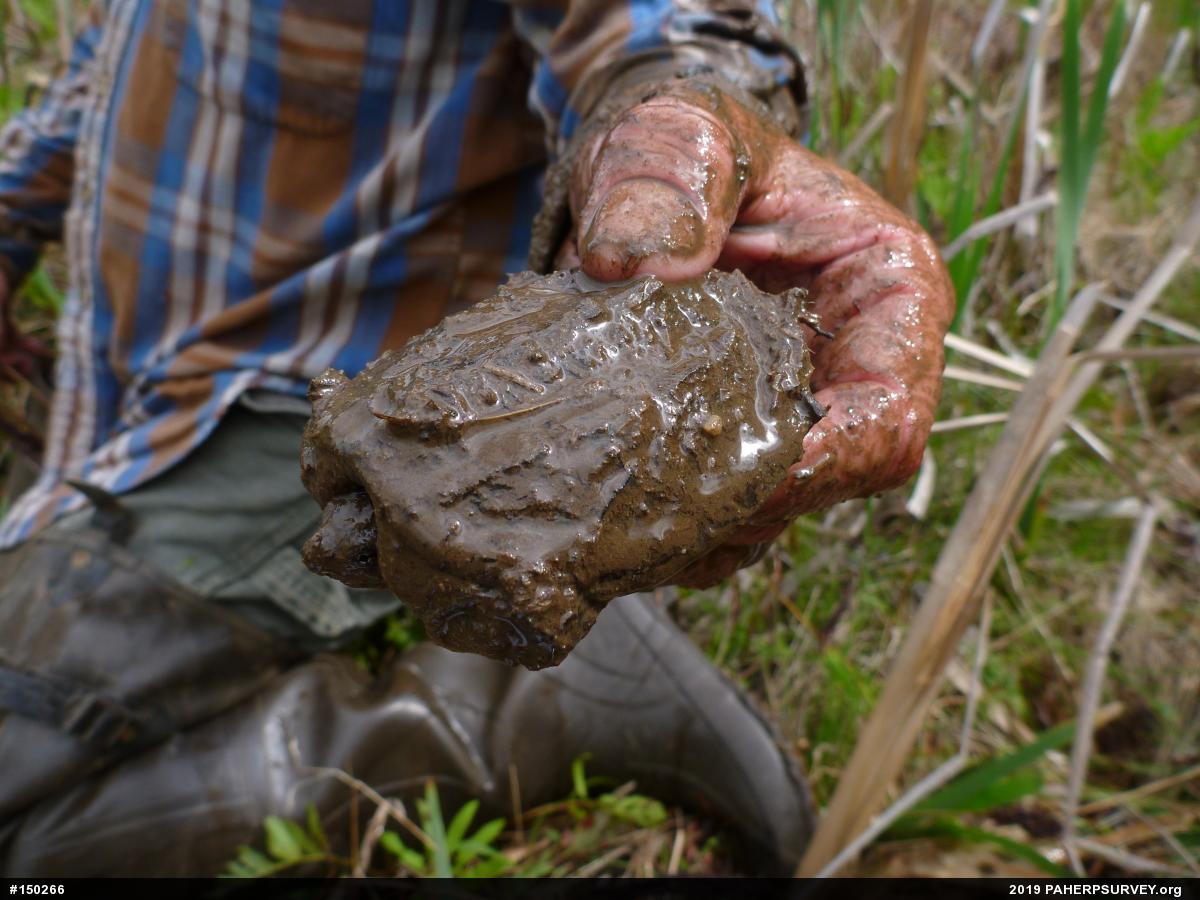 Snapping Turtle