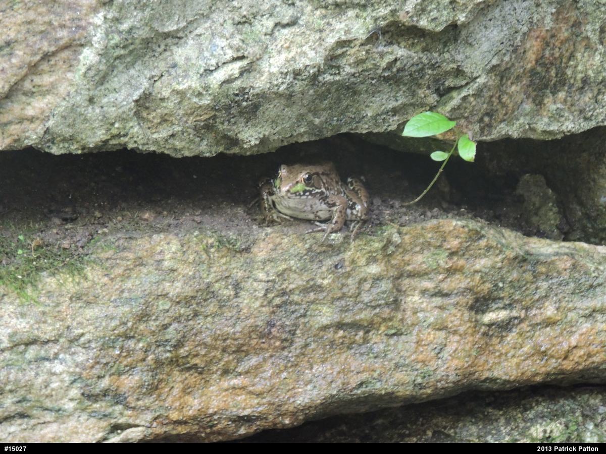 Green Frog