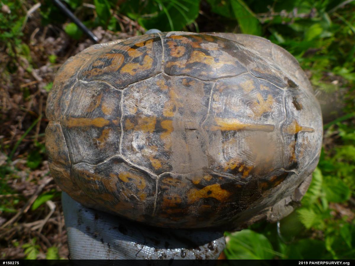 Eastern Box Turtle