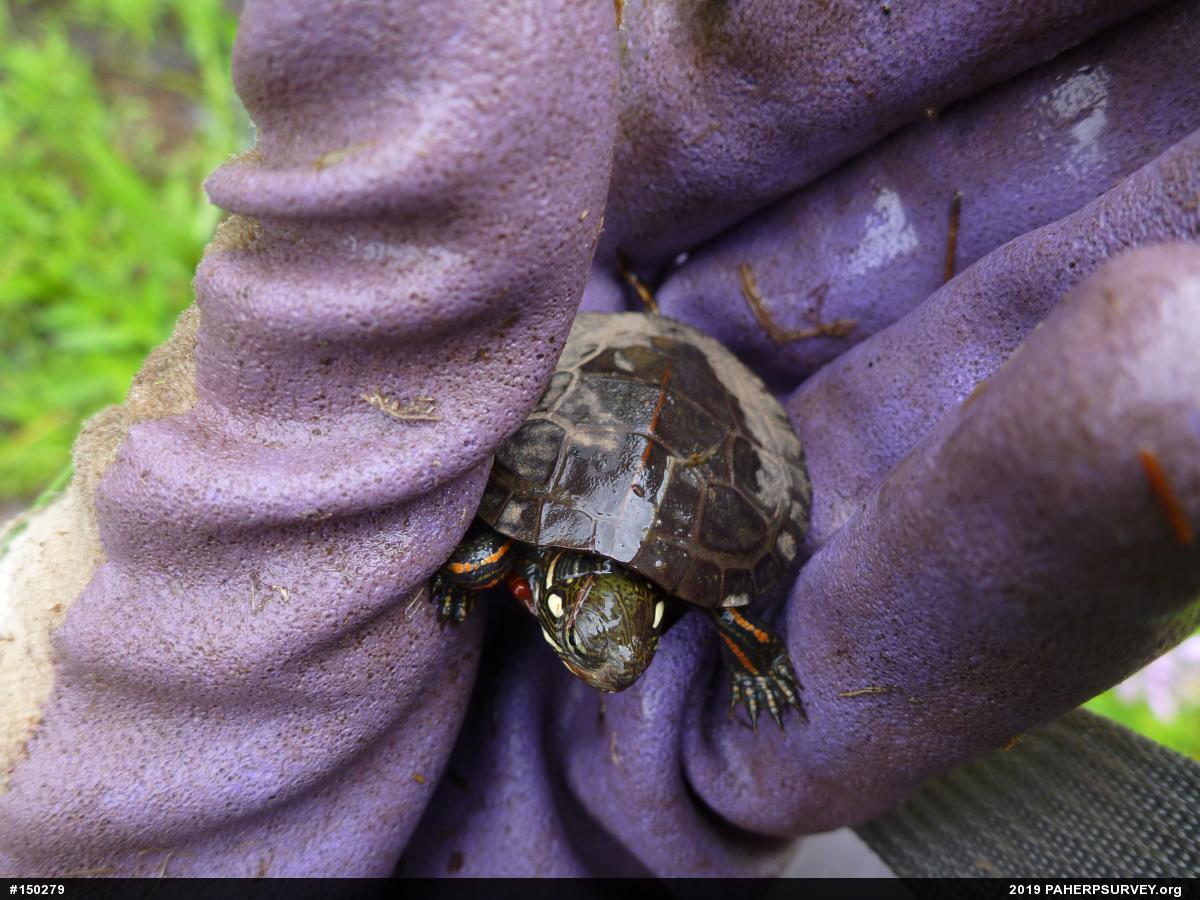Painted Turtle