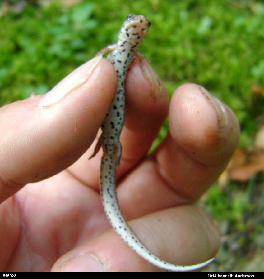 Four-toed Salamander