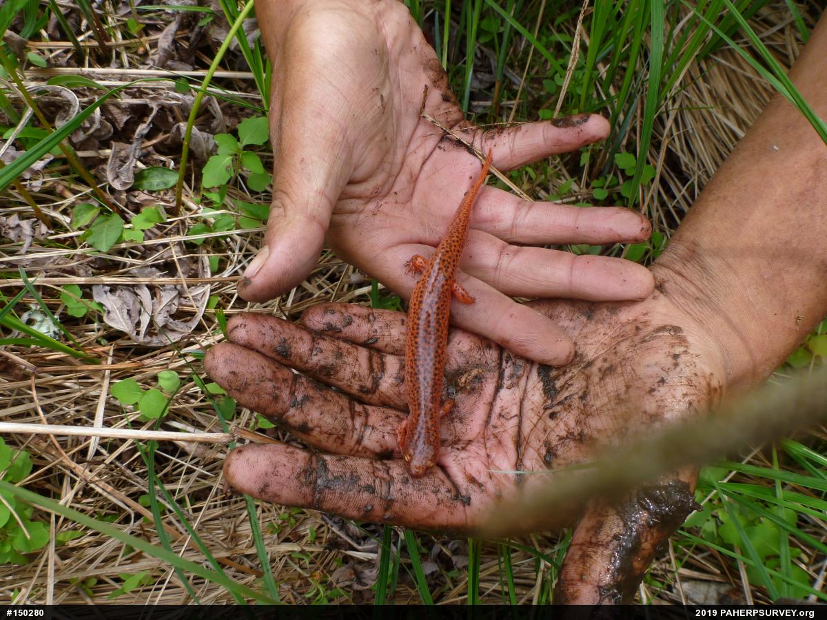Northern Red Salamander