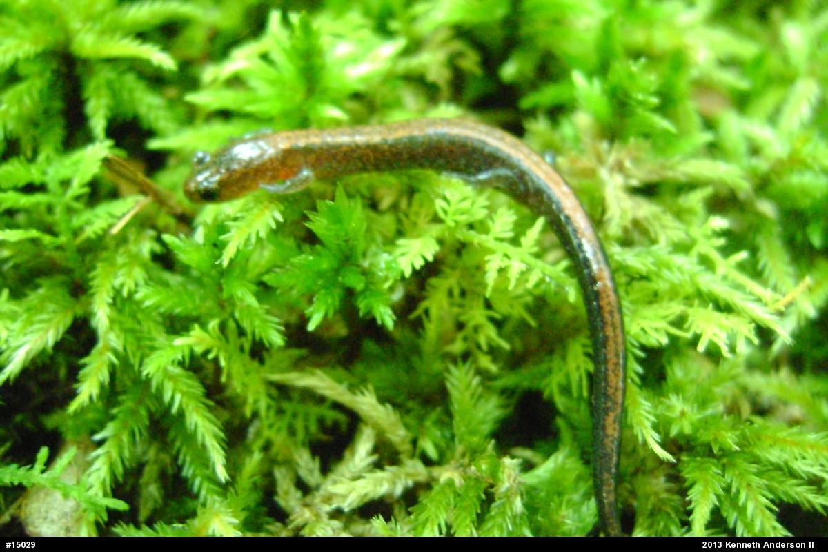 Eastern Red-backed  Salamander
