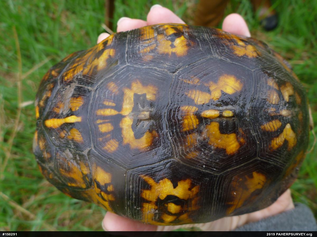 Eastern Box Turtle