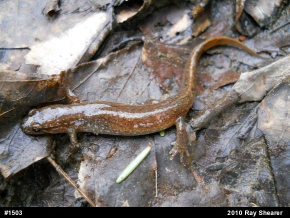 Northern Dusky Salamander