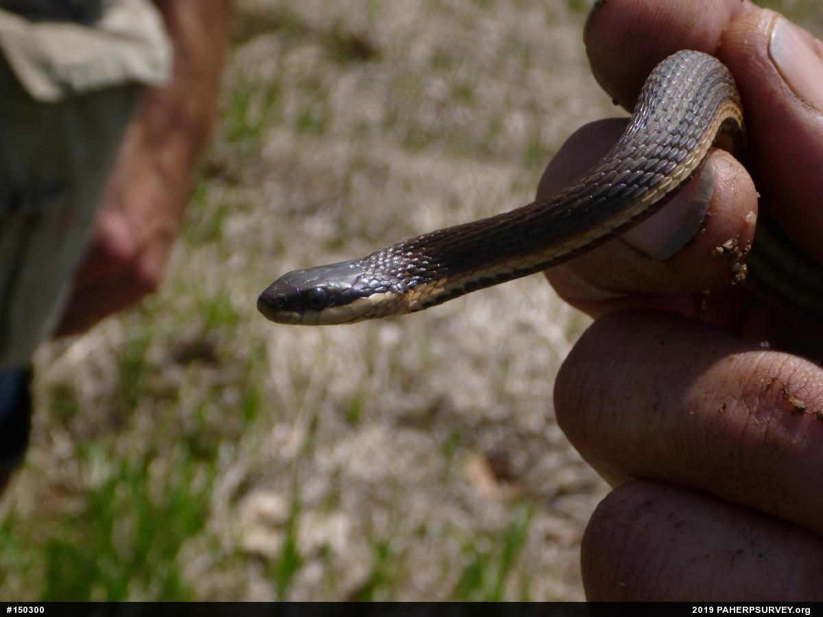 Queensnake