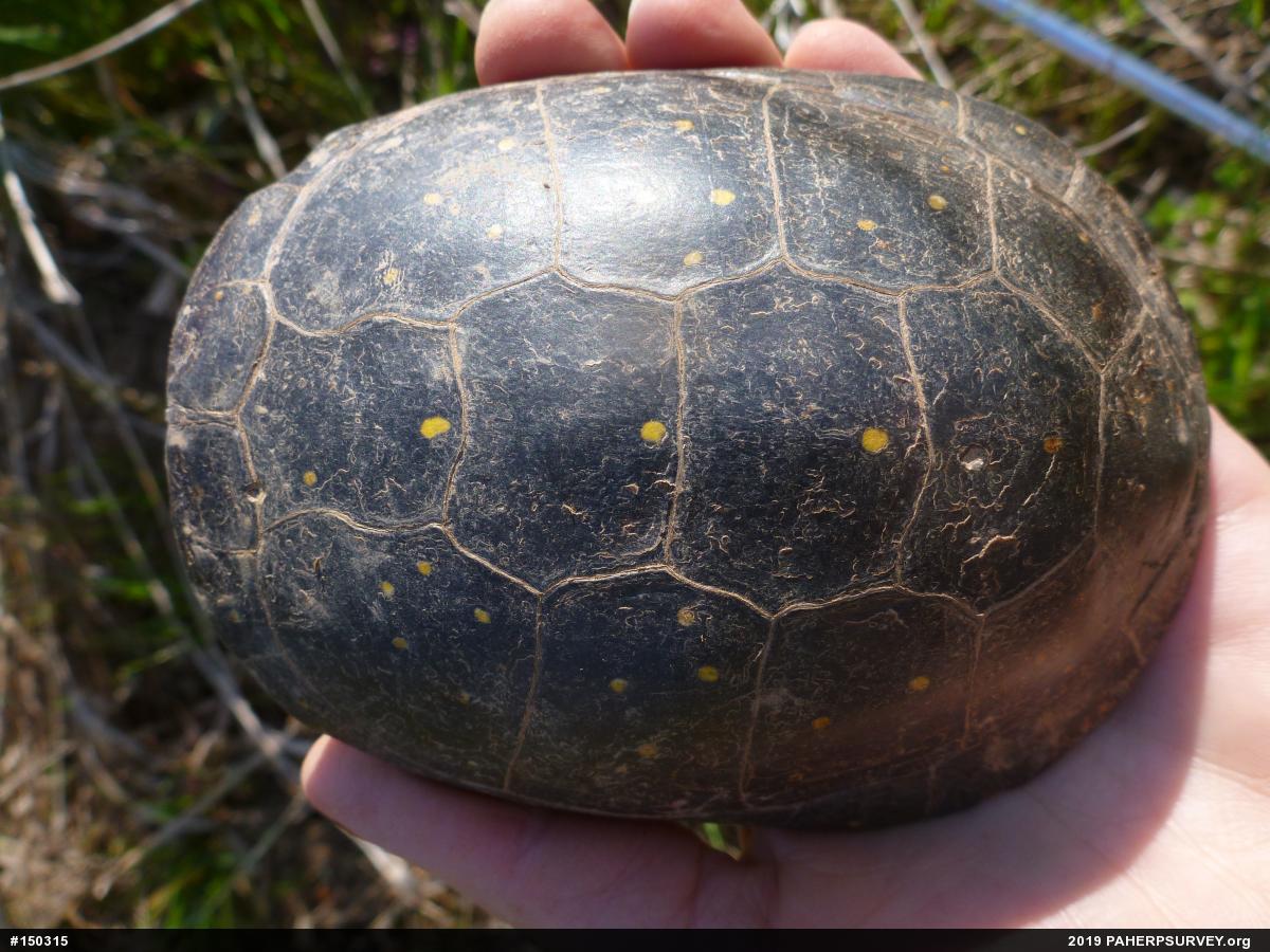 Spotted Turtle