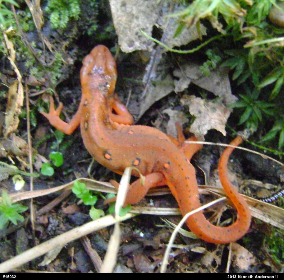 Red-spotted Newt