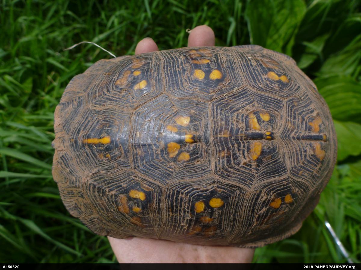 Eastern Box Turtle