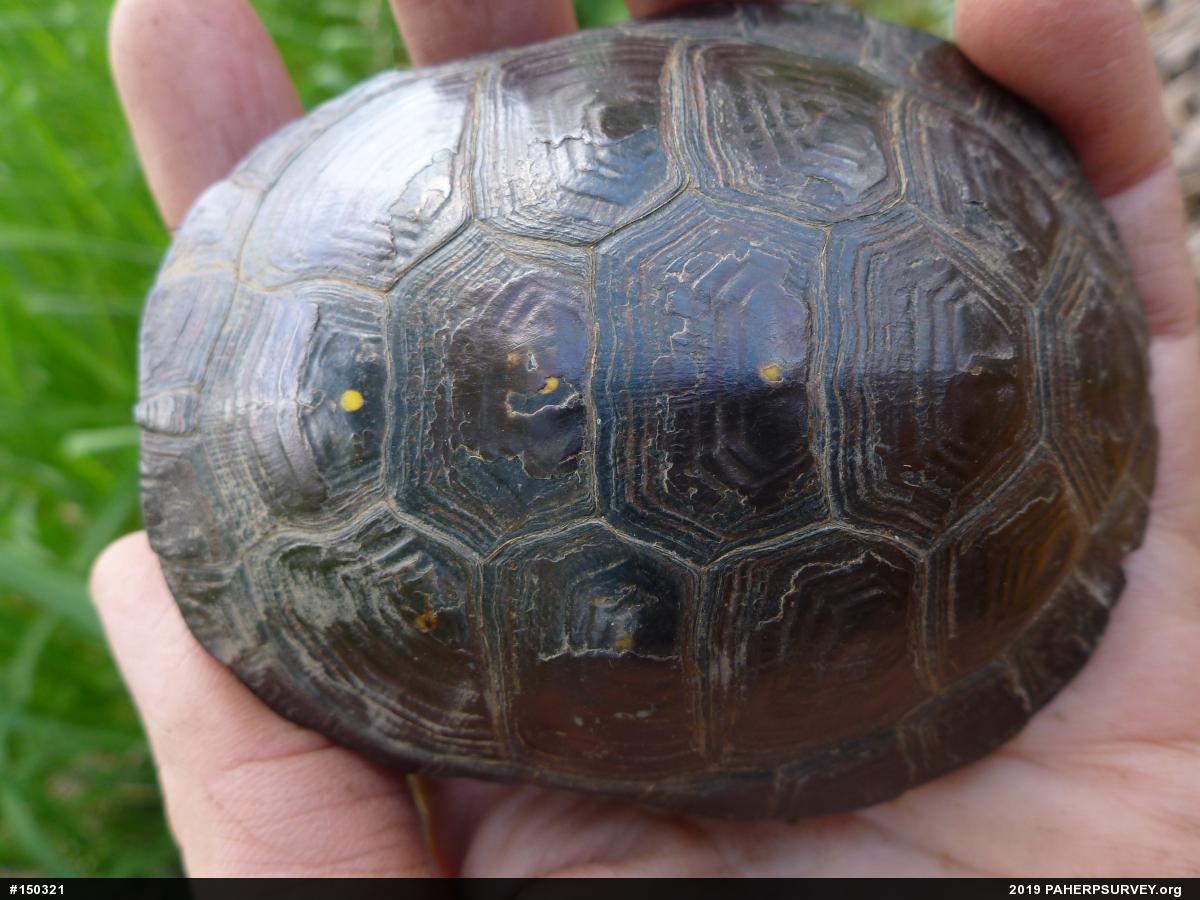 Spotted Turtle