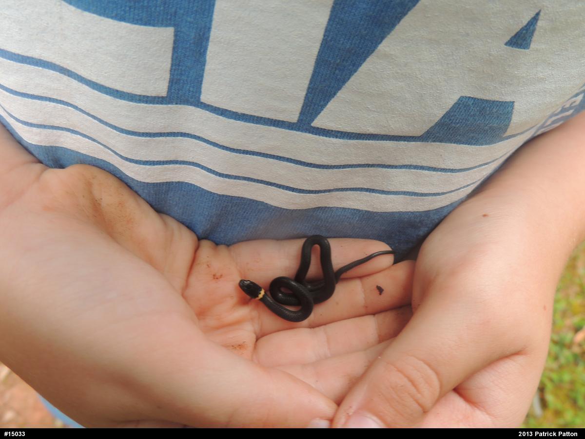 Northern Ring-necked Snake