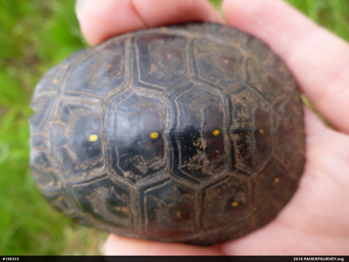 Spotted Turtle
