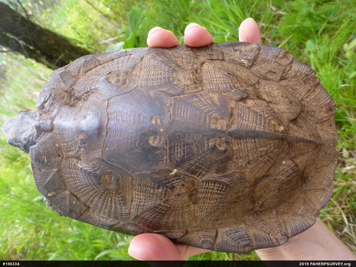 Wood Turtle