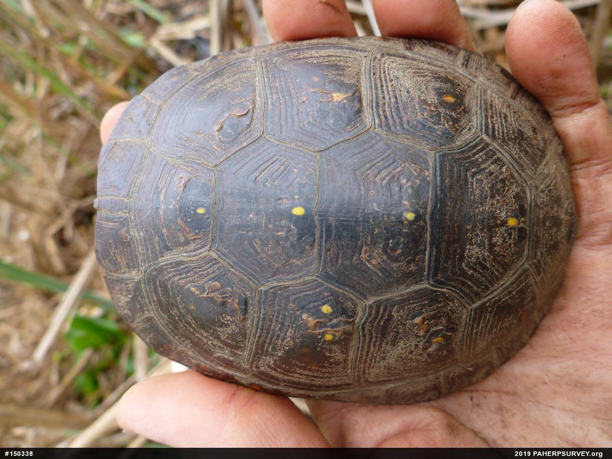 Spotted Turtle