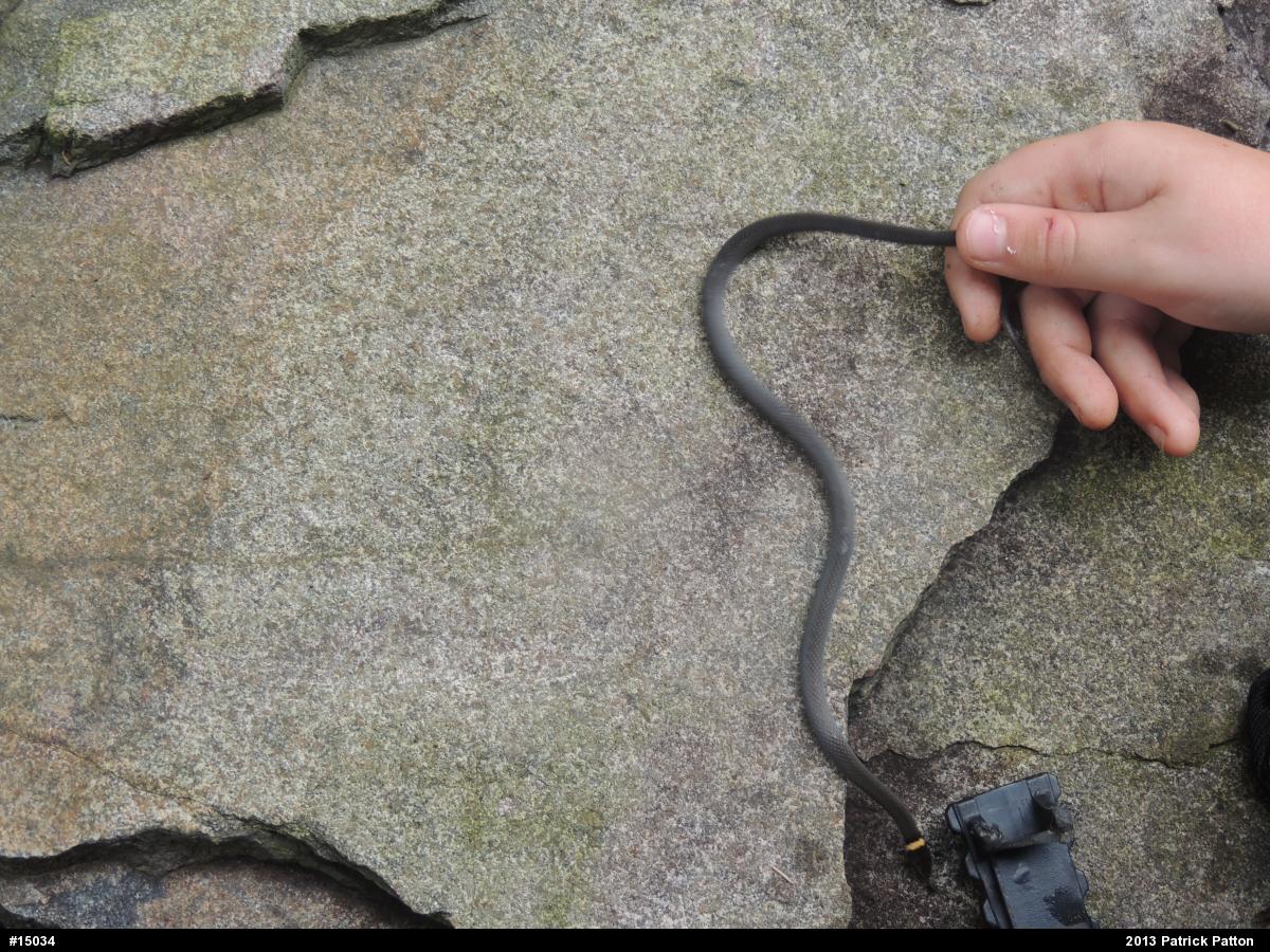 Northern Ring-necked Snake
