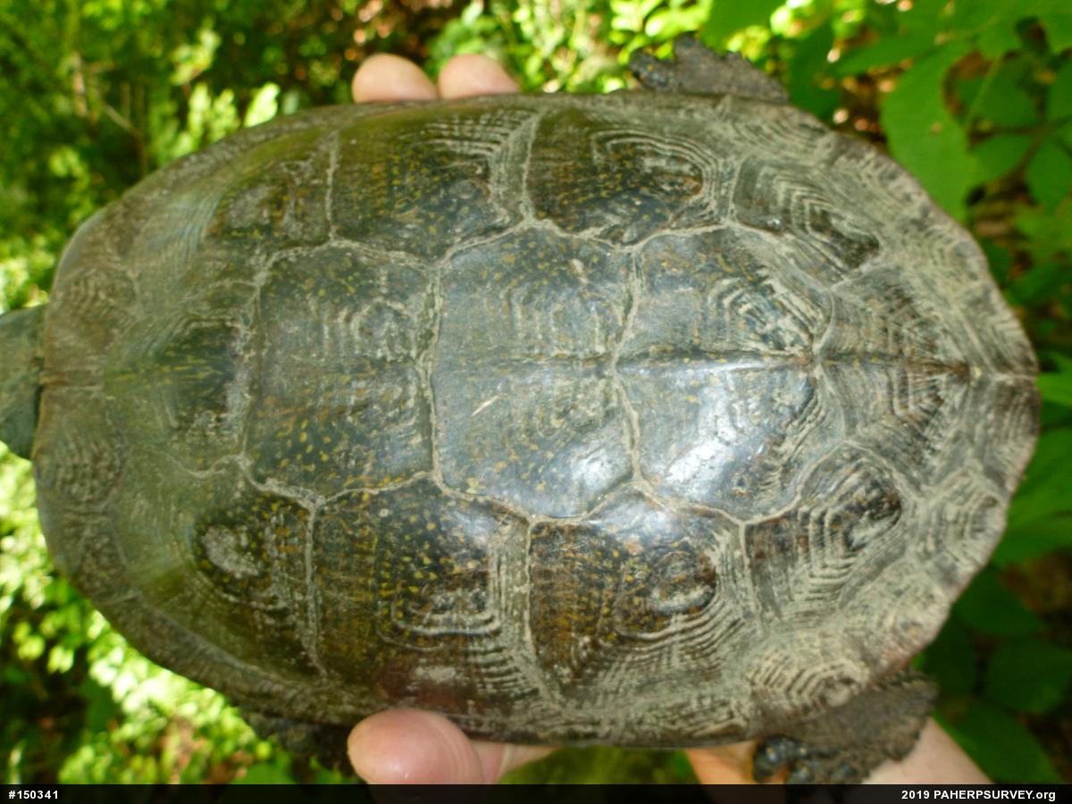 Wood Turtle