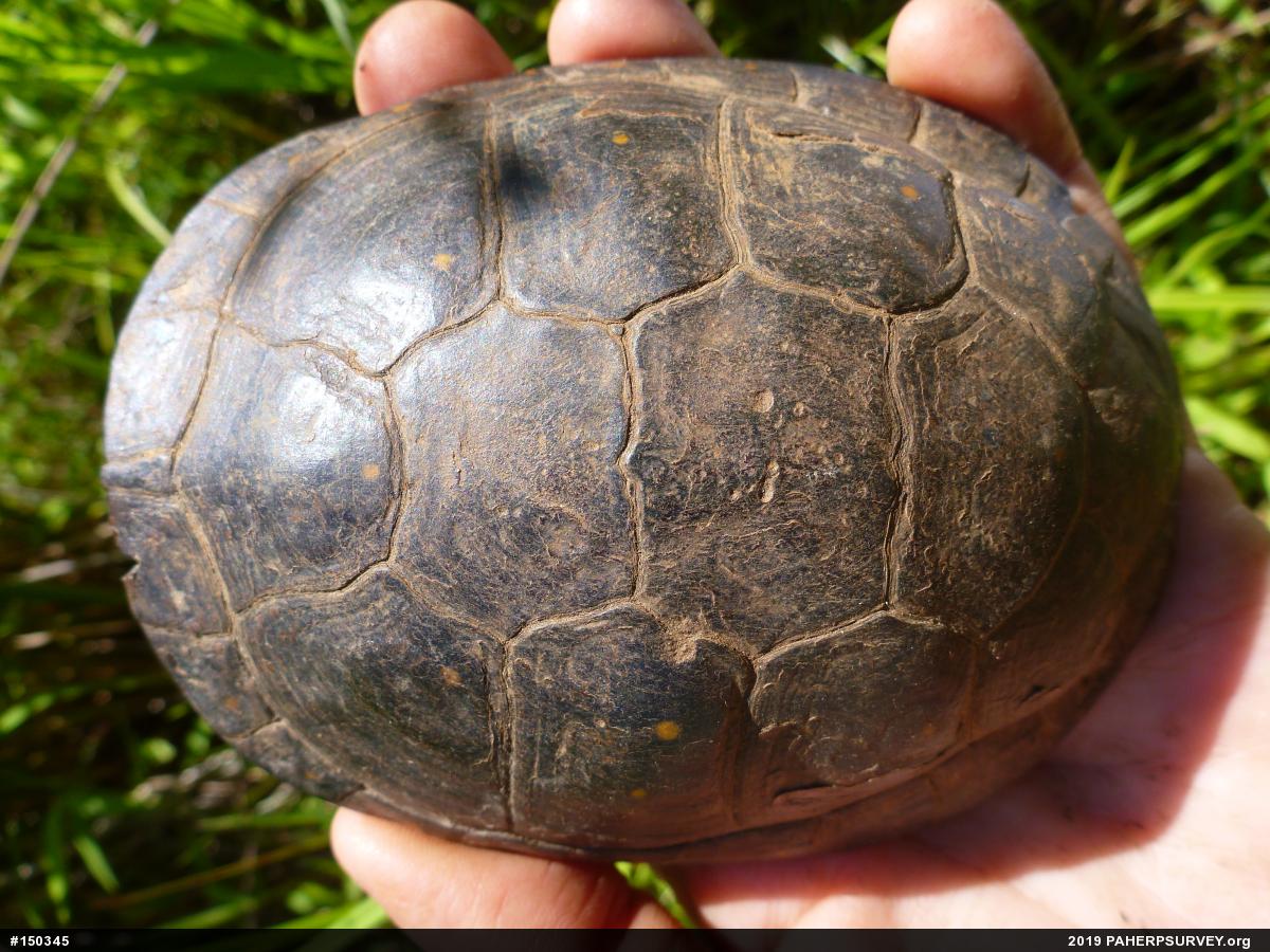 Spotted Turtle