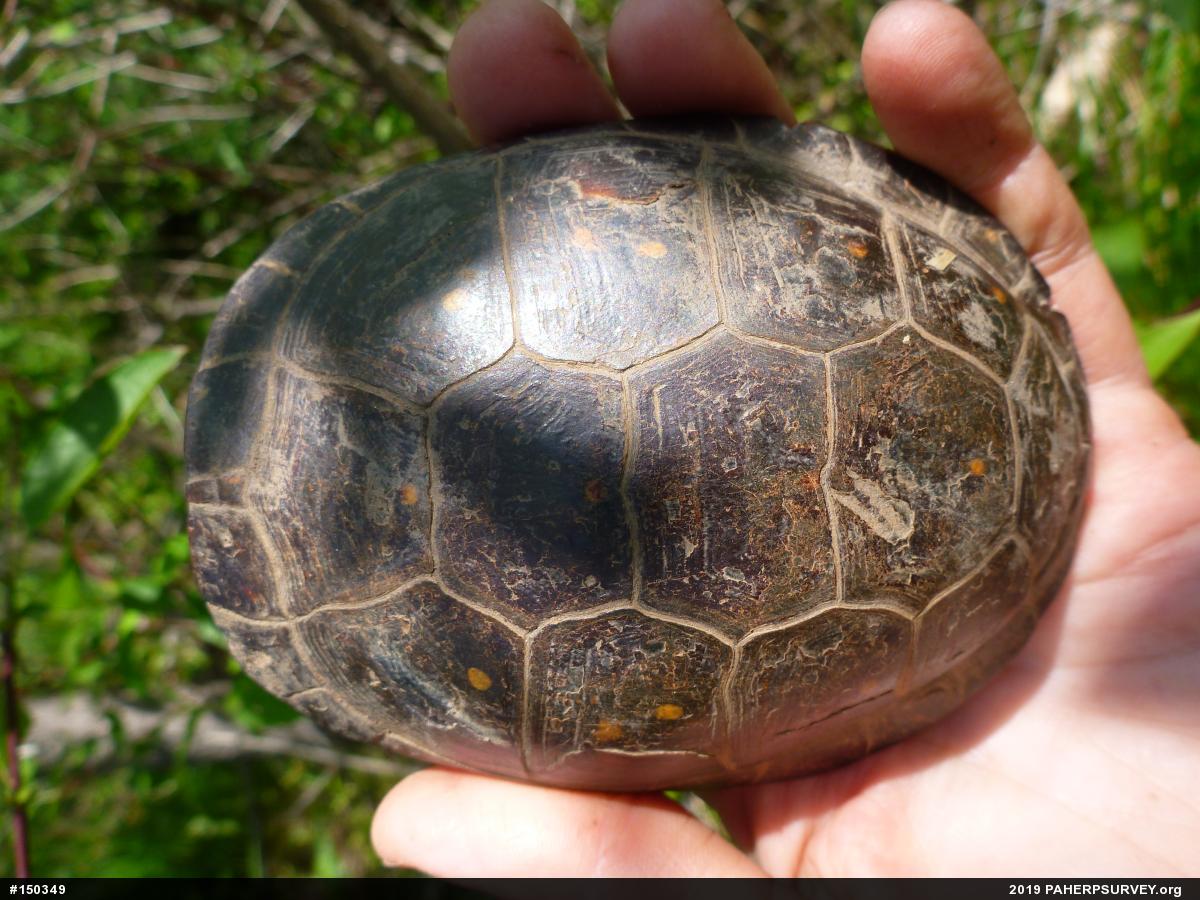 Spotted Turtle