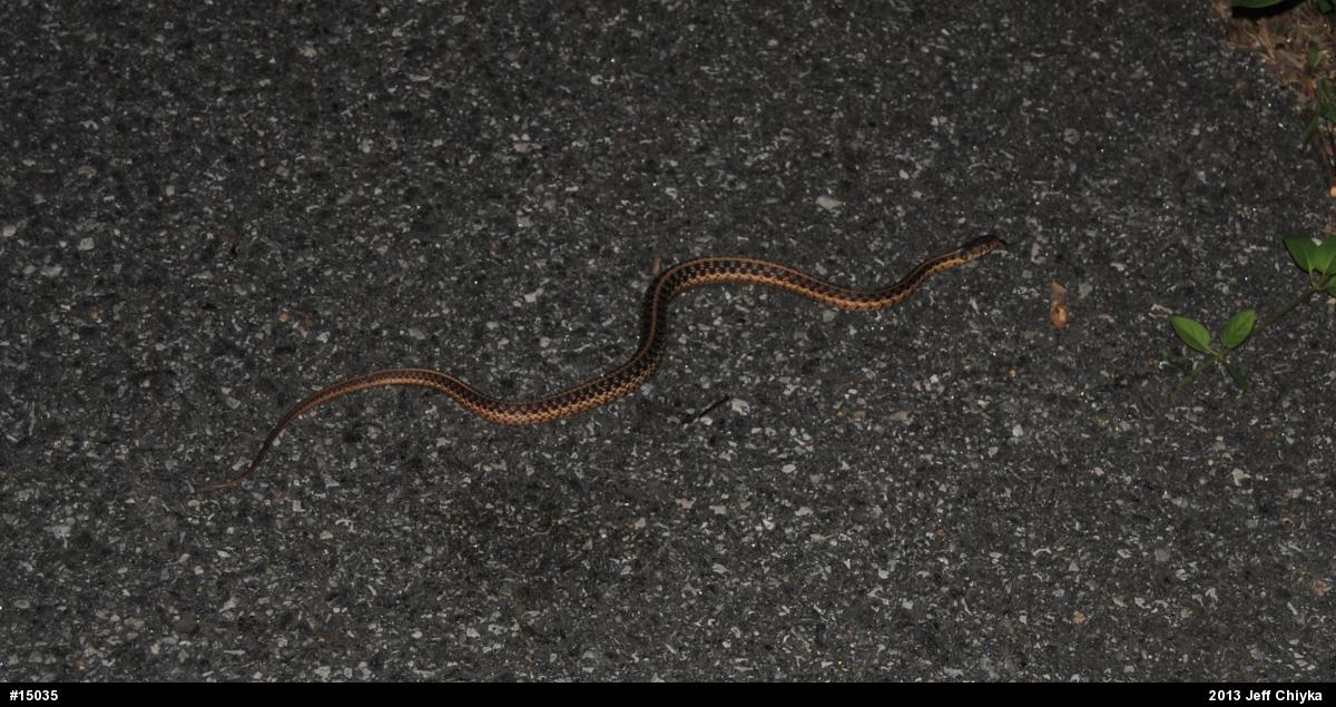 Eastern Gartersnake