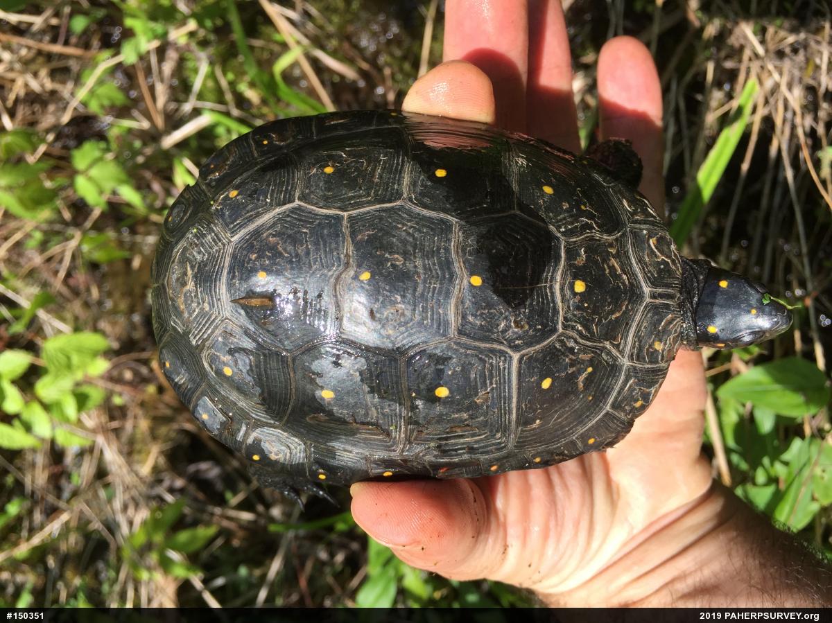 Spotted Turtle