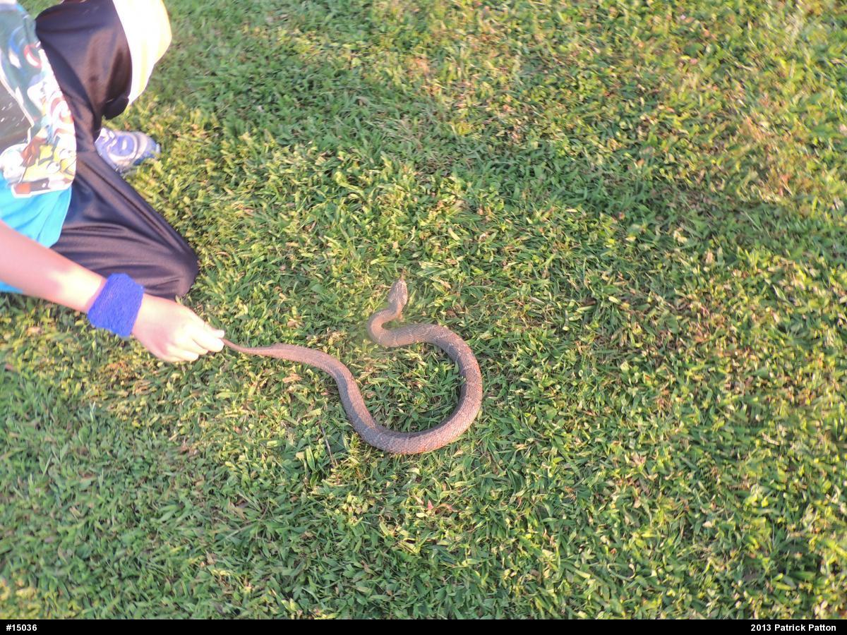 Northern Watersnake