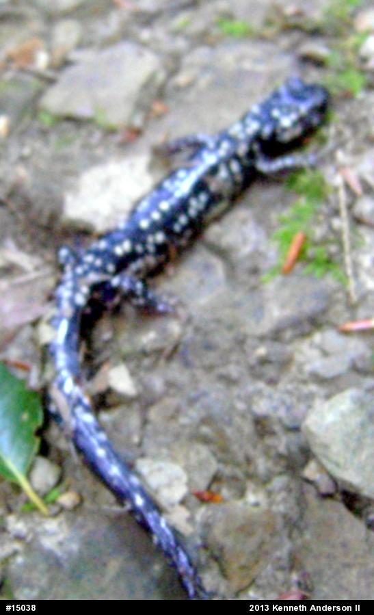 Northern Slimy Salamander