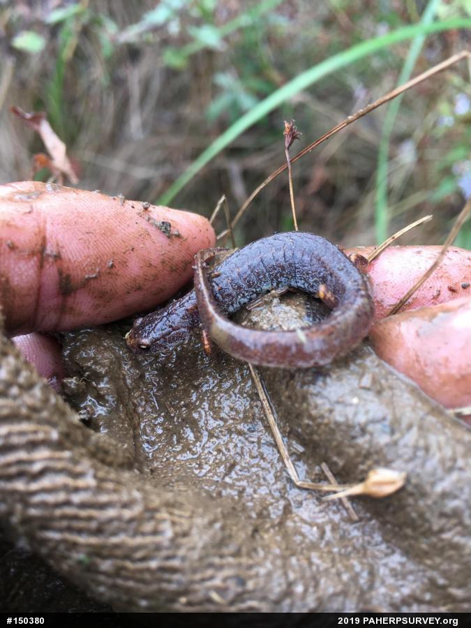 Four-toed Salamander