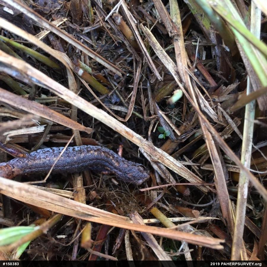 Four-toed Salamander