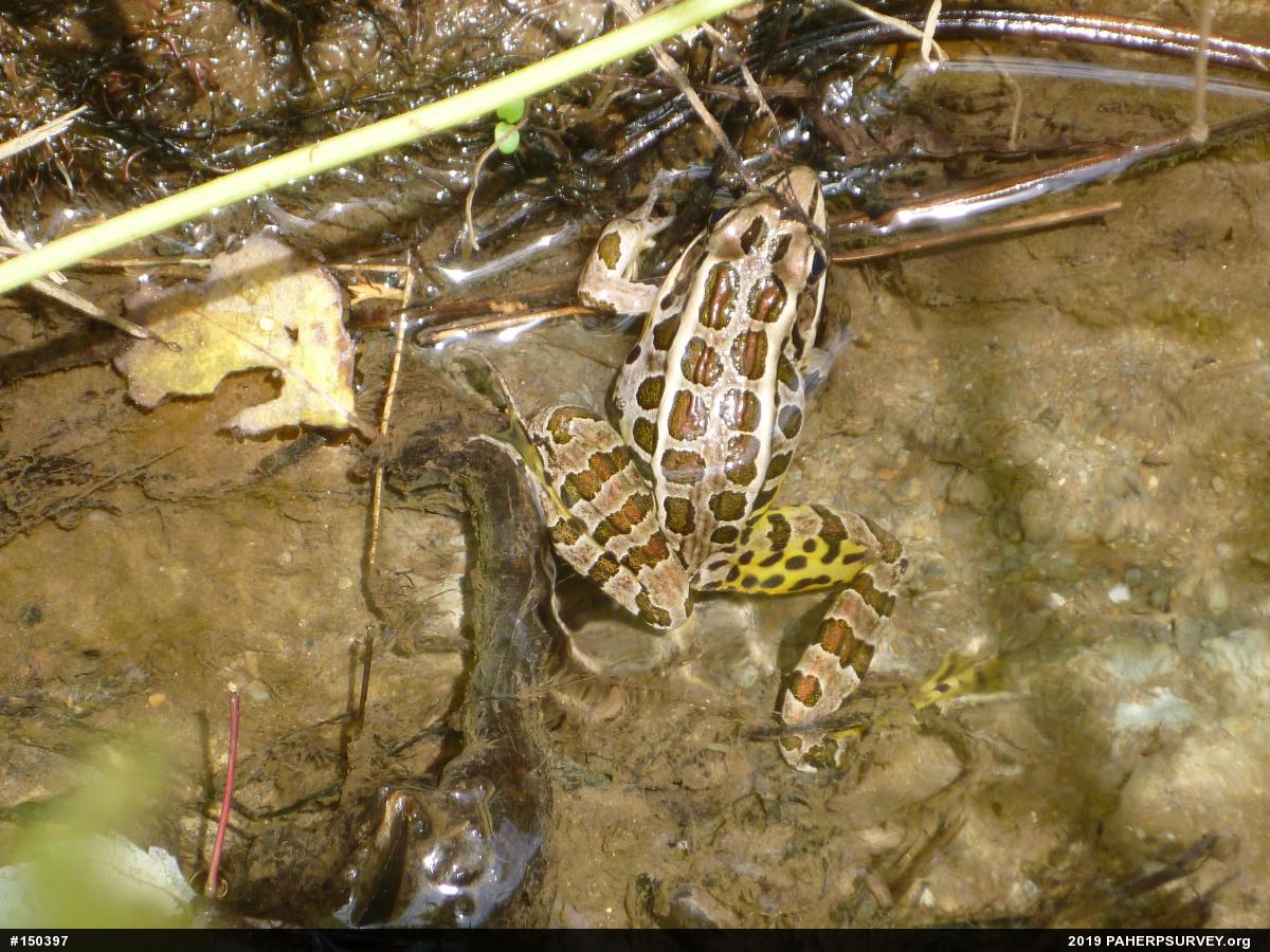 Pickerel Frog