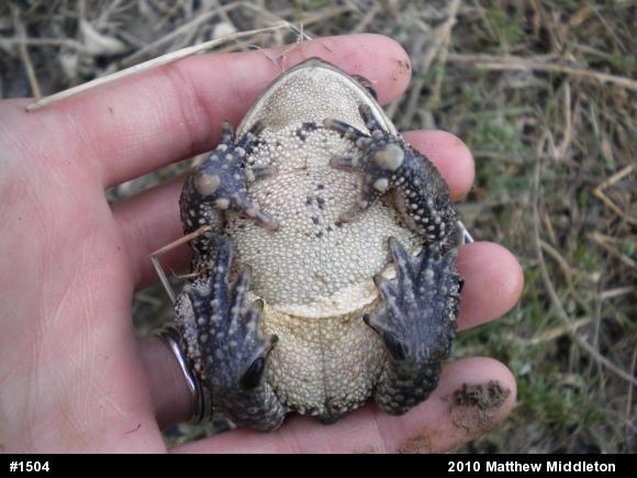 Eastern American Toad