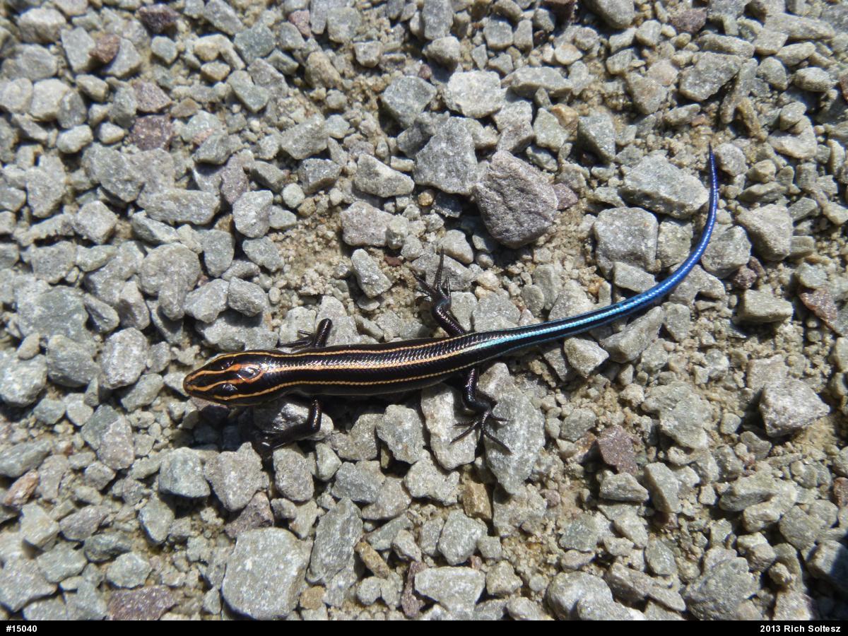 Common Five-lined Skink