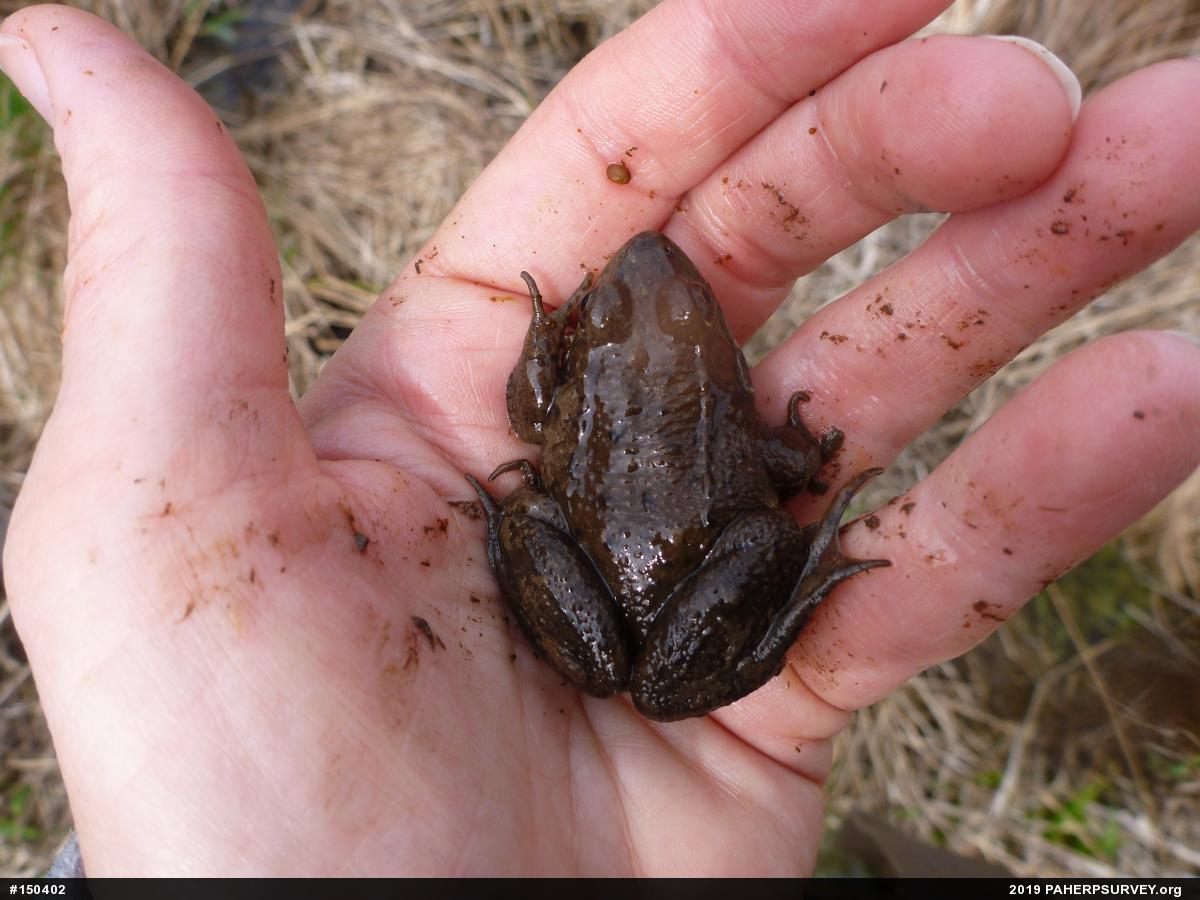 Green Frog