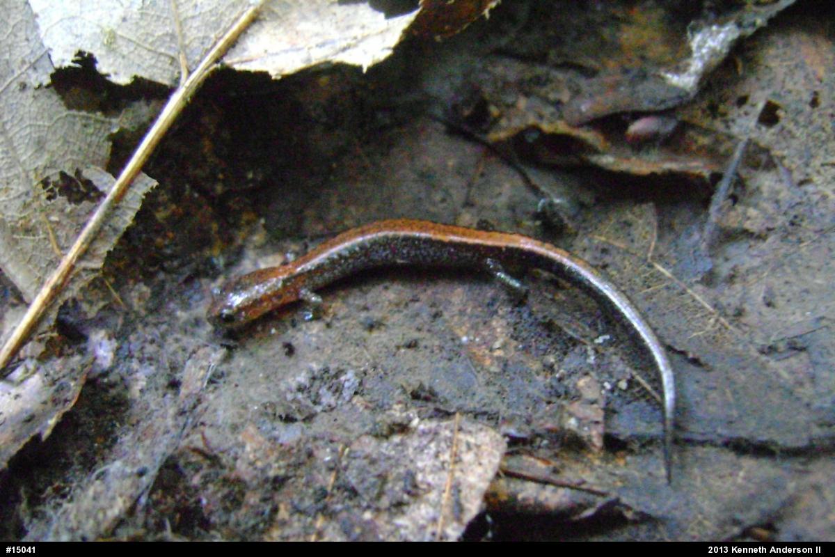 Eastern Red-backed  Salamander