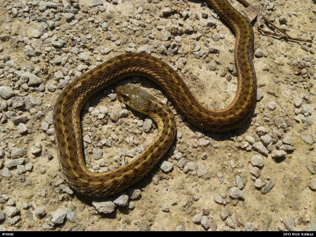 Eastern Gartersnake