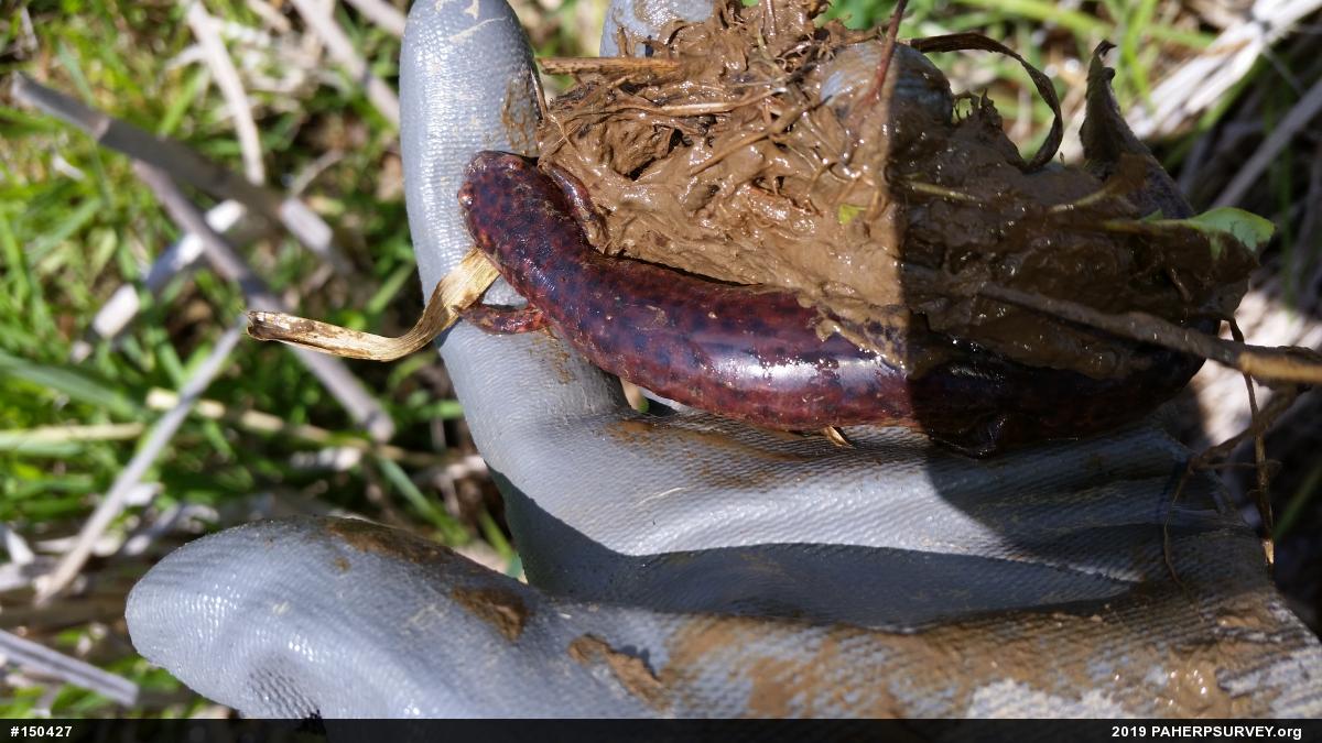 Northern Red Salamander