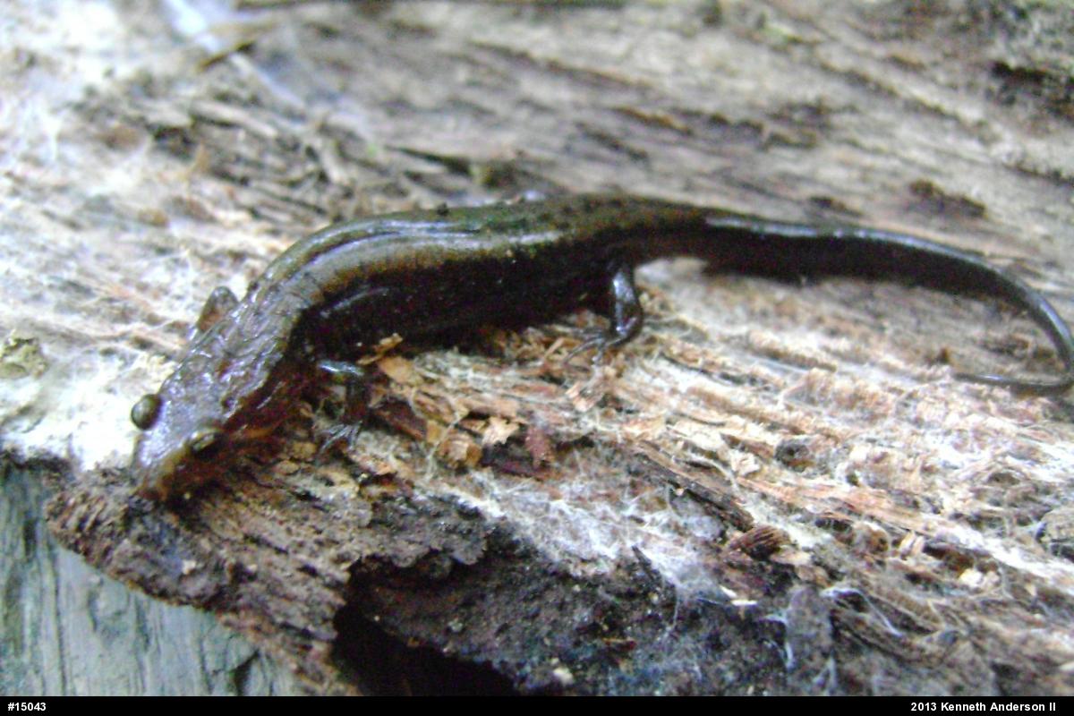 Allegheny Mountain Dusky Salamander
